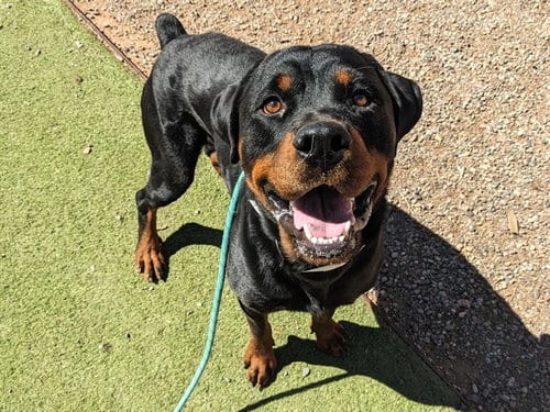 Photo of Spork, adoptable Rottweiler in Phoenix, Arizona