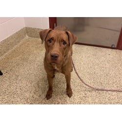 Photo of Remi, adoptable American Pit Bull Terrier Labrador Retriever in Colorado Springs, Colorado
