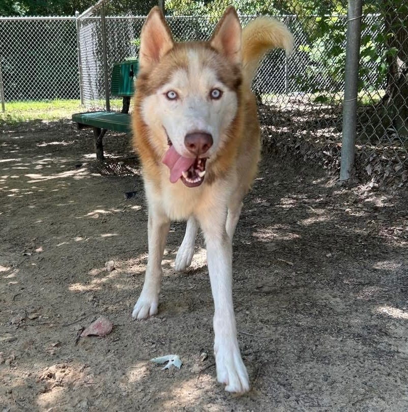 Photo of Canyon / Sequoia, adoptable Husky in Nacogdoches, Texas