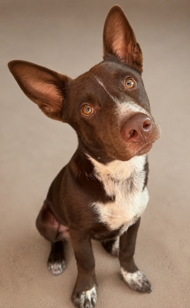 Photo of Zeke, adoptable Mixed Breed in Crossville, Tennessee