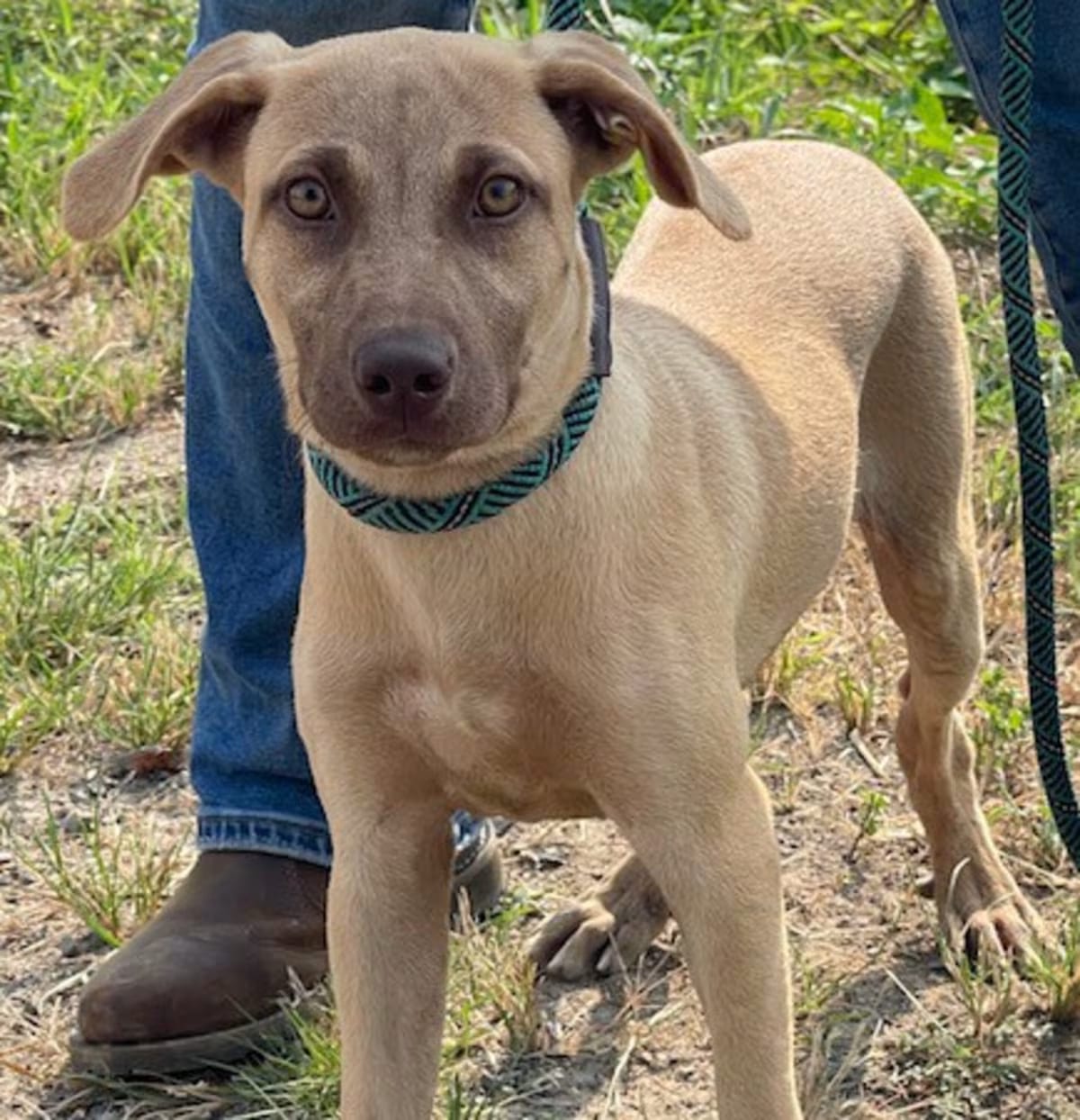 Photo of Brandi, adoptable Black Mouth Cur in Kensett, Arkansas