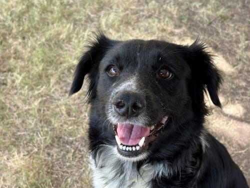 Photo of Dolly, adoptable Border Collie in Tulsa, Oklahoma