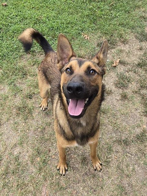 Photo of Rohan, adoptable German Shepherd Dog in Riverside, California
