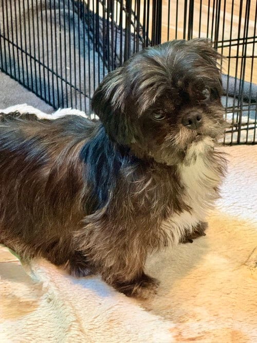 Photo of Simone, adoptable Shih Tzu in St. Louis Park, Minnesota