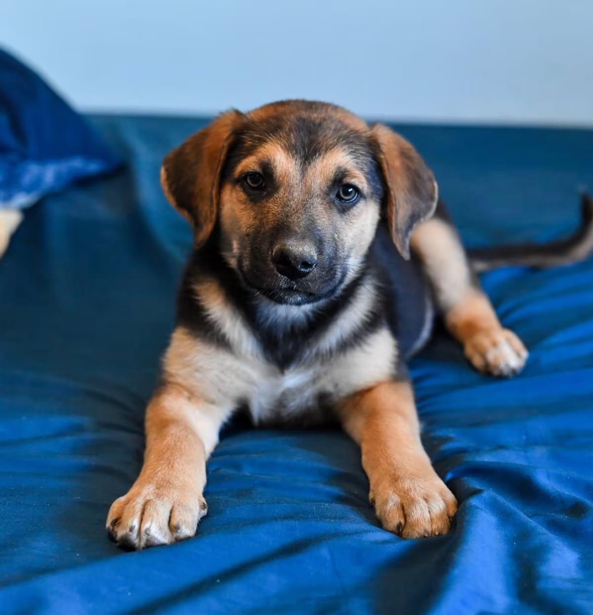 Photo of Samuel, adoptable Shepherd (Unknown Type) in Fort Collins, Colorado