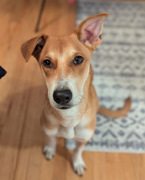 Photo of Cesar #1, adoptable German Shepherd Dog in Aurora, Colorado