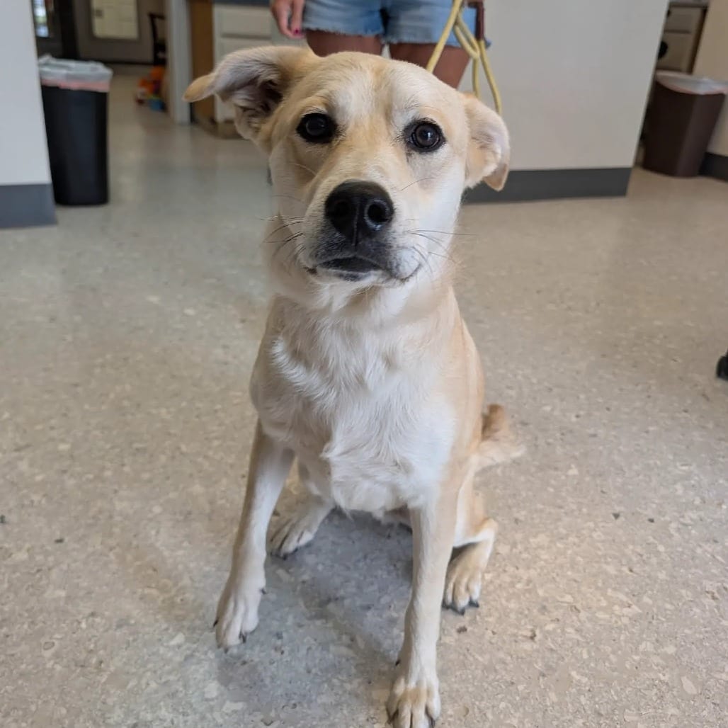 Photo of Chip, adoptable Mixed Breed (Medium) in St. Charles, Missouri