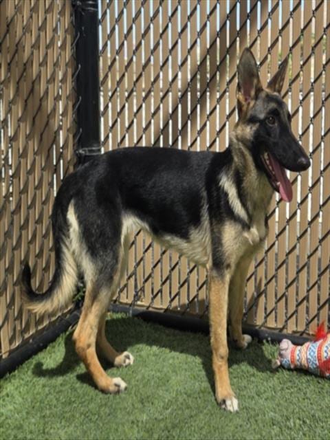 Photo of Phoenix, adoptable German Shepherd Dog in Norco, California