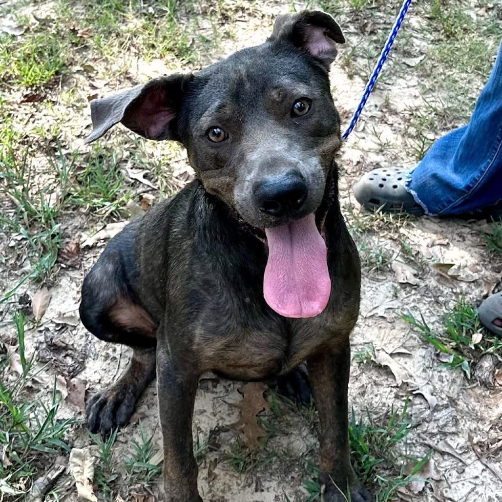 Photo of Arlo, adoptable Retriever, Black Labrador / Mixed Breed (Medium) in Whitestone, New York