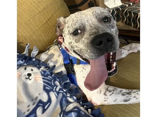 Photo of Benji, adoptable American Pit Bull Terrier in Phoenix, Arizona