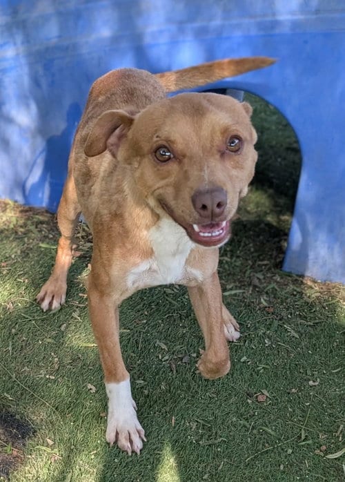 Photo of Bobble, adoptable Chihuahua in San Diego, California