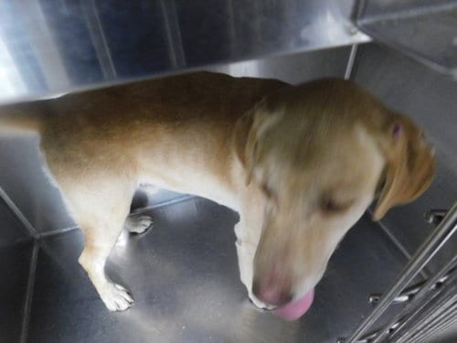 Photo of Rode, adoptable Labrador Retriever in Chatsworth, California