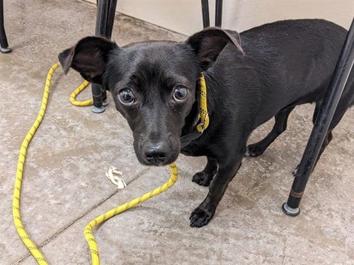 Photo of Regan, adoptable Chihuahua in Phoenix, Arizona