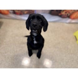 Photo of Phantom, adoptable Terrier (Unknown Type, Medium) in Doral, Florida