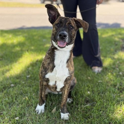 Photo of Rue, adoptable Belgian Shepherd Malinois in Modesto, California