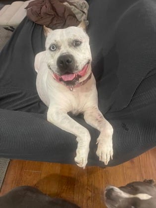 Photo of Iggy, adoptable dog in Chamblee, Georgia