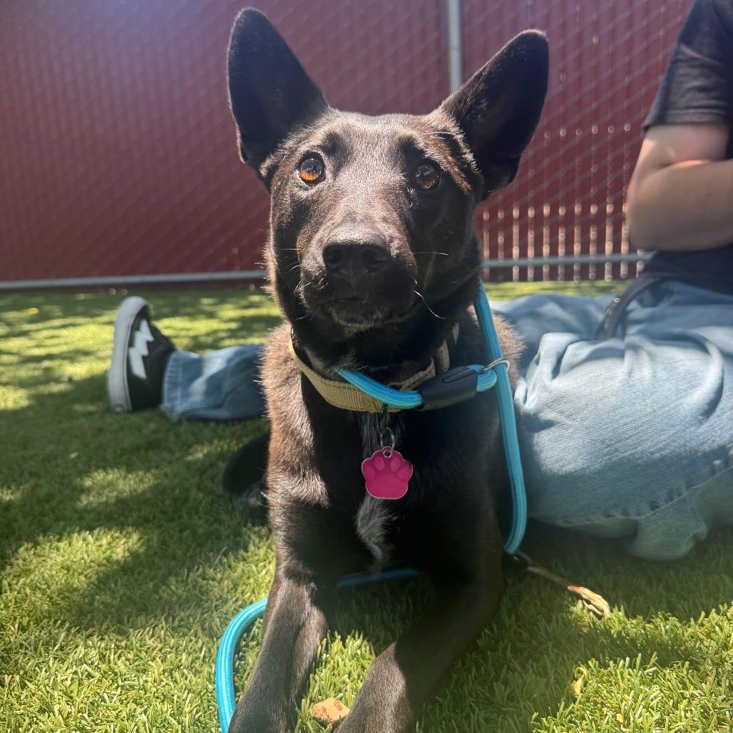 Photo of Nisha, adoptable Kelpie, Australian in Buellton, California