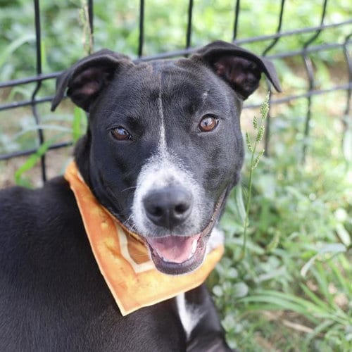 Photo of Rey, adoptable Labrador Retriever in San Antonio, Texas