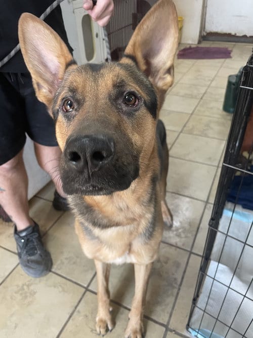 Photo of Ted, adoptable German Shepherd Dog in El Centro, California