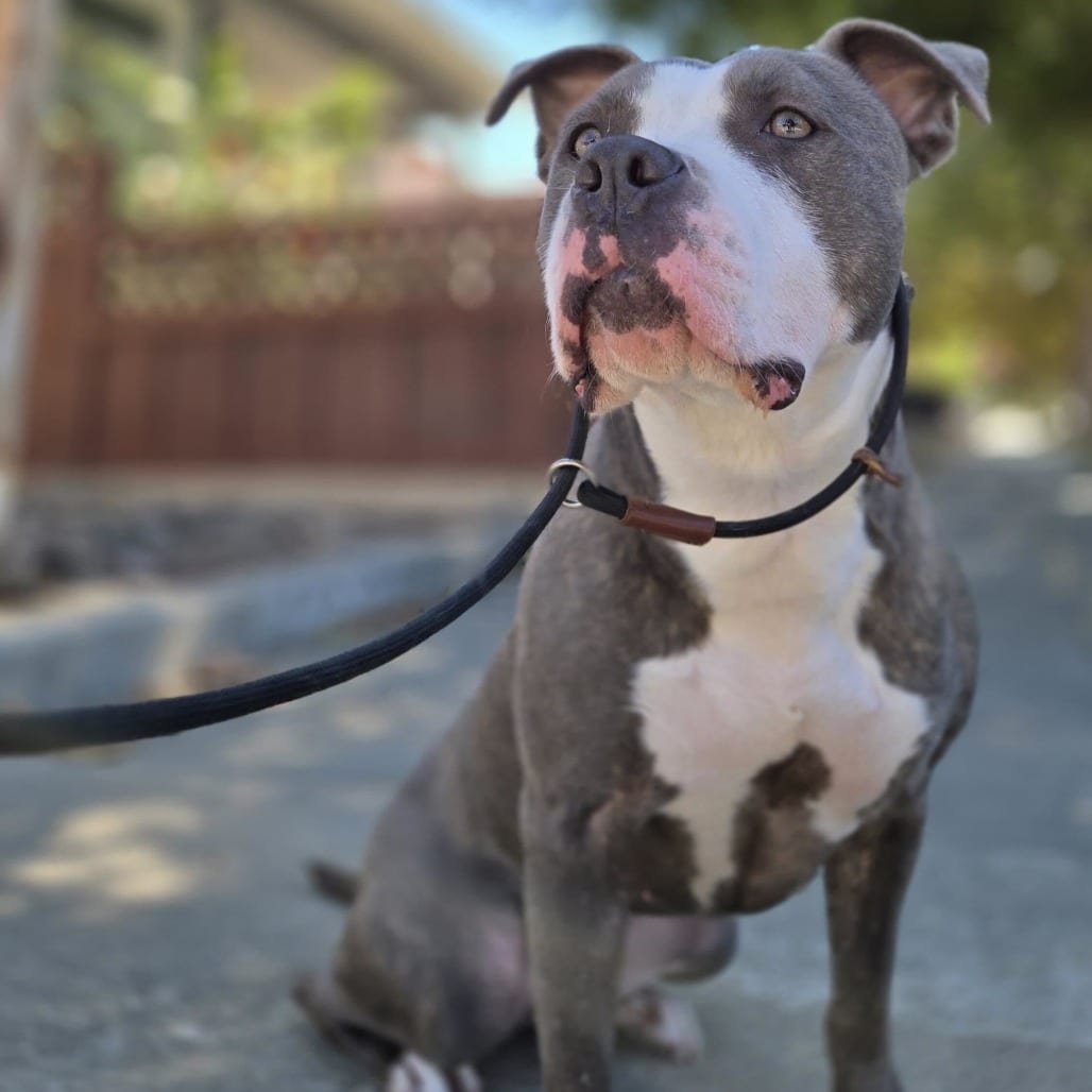 Photo of Clover, adoptable Terrier, American Pit Bull / Mixed Breed (Medium) in California, California