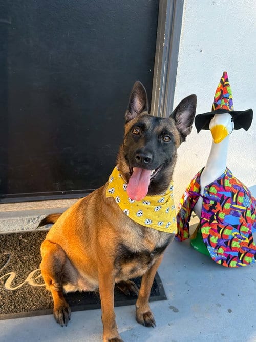 Photo of Sheba, adoptable Belgian Shepherd Malinois in Escondido, California