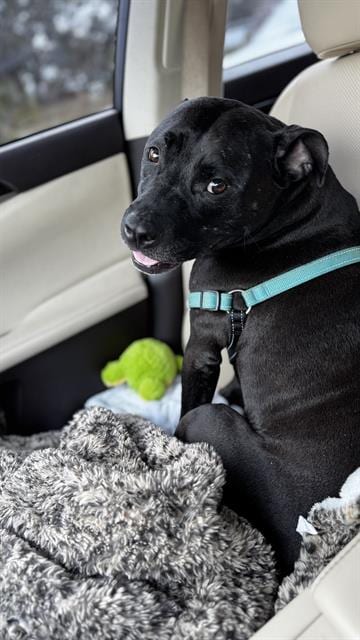 Photo of Sybee, adoptable dog in Palmetto, Florida