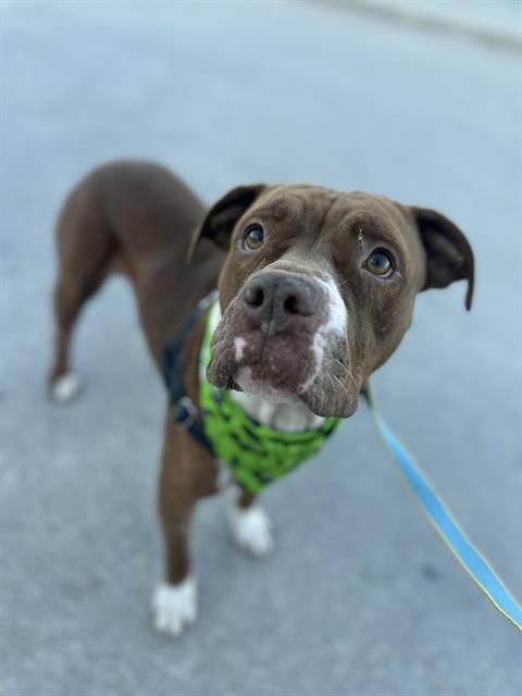 Photo of Jared, adoptable Pit Bull Terrier in Dallas, Texas