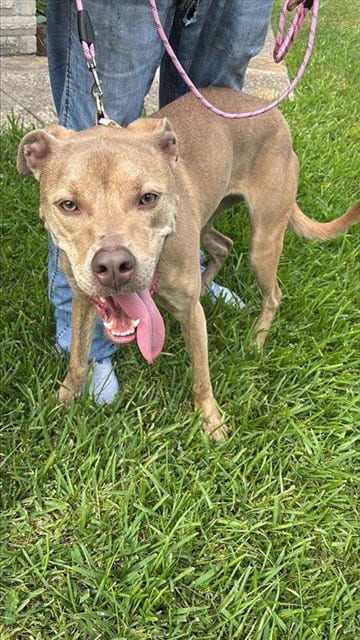 Photo of Minnie, adoptable Pit Bull Terrier in Houston, Texas