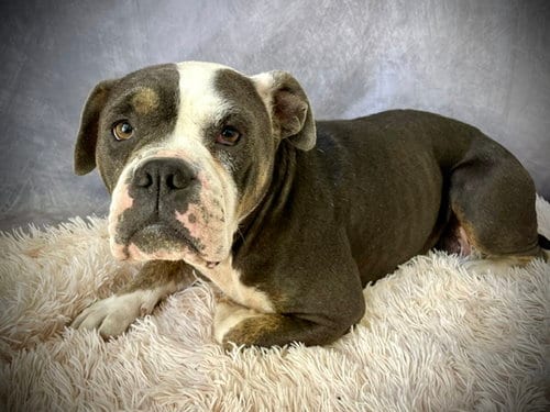 Photo of Roxy, adoptable American Bulldog in Salinas, California