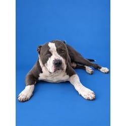 Photo of Chippi, adoptable Terrier (Unknown Type, Medium) in Doral, Florida