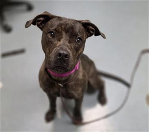 Photo of Princess Daisy, adoptable American Pit Bull Terrier in Denver, Colorado