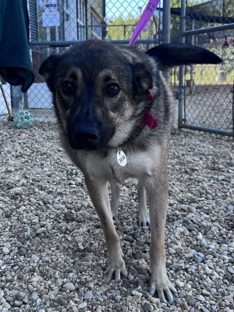 Photo of Fives, adoptable German Shepherd Dog in Forestville, Maryland