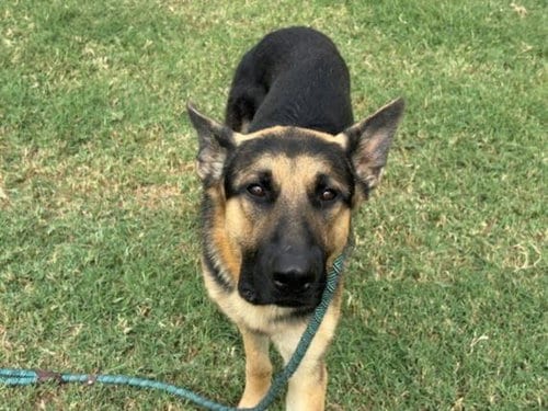 Photo of Zoro, adoptable German Shepherd Dog in Tulsa, Oklahoma