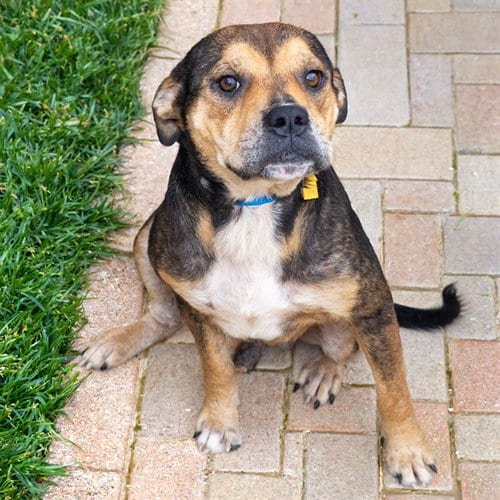 Photo of Bo Jackson, adoptable Beagle in St Louis, Missouri