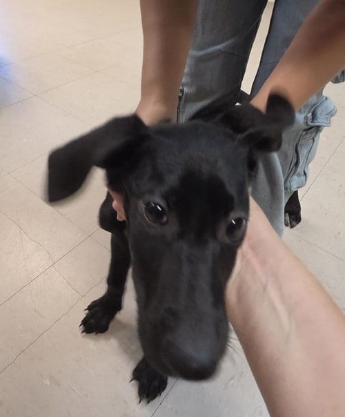 Photo of Umber, adoptable German Shepherd Dog in Burnsville, North Carolina