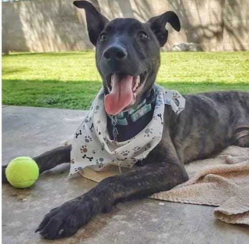 Photo of Fezzik, adoptable Belgian Shepherd Malinois in Bakersfield, California