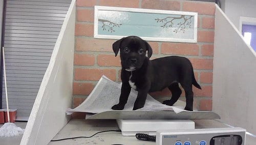 Photo of Raven, adoptable Bulldog in Houston, Texas