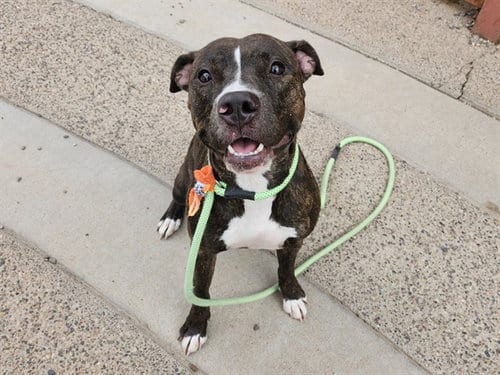 Photo of Sherbet, adoptable American Pit Bull Terrier in Mesa, Arizona