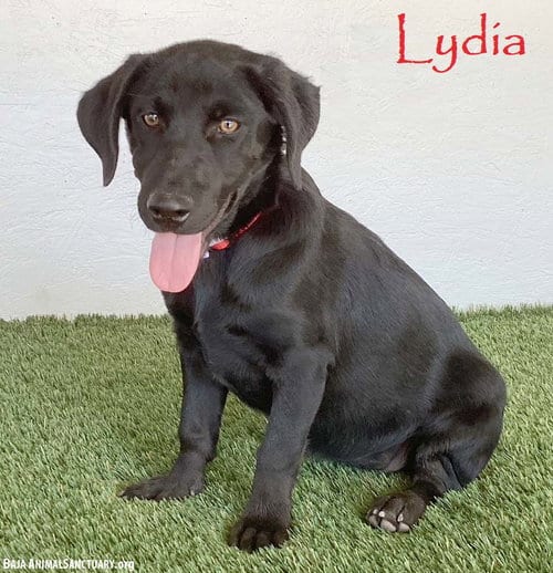 Photo of Lydia, adoptable Black Labrador Retriever in San Diego, California