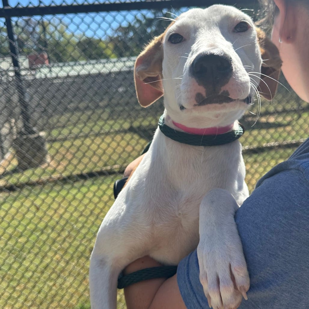 Photo of Tiffany, adoptable Mixed Breed (Medium) in Chattanooga, Tennessee