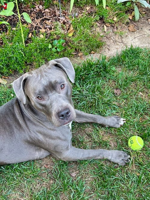 Photo of Roscoe, adoptable Unknown breed in Durham, North Carolina