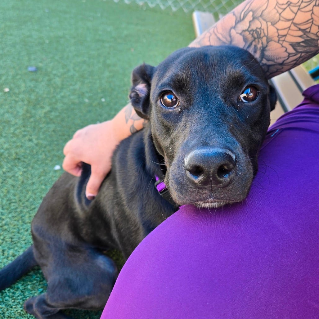 Photo of Kaliyah, adoptable Retriever, Black Labrador / Mixed Breed (Large) in Jacksonville, North Carolina