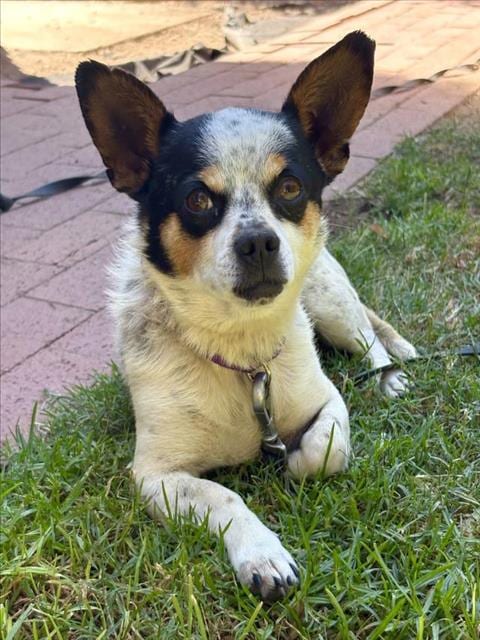 Photo of Buttons, adoptable Chihuahua in Santa Maria, California