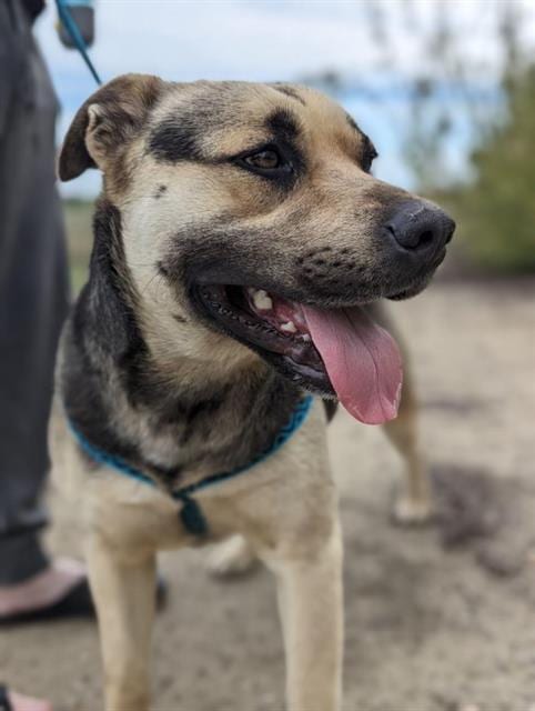 Photo of Albus, adoptable Pit Bull Terrier in Stockton, California