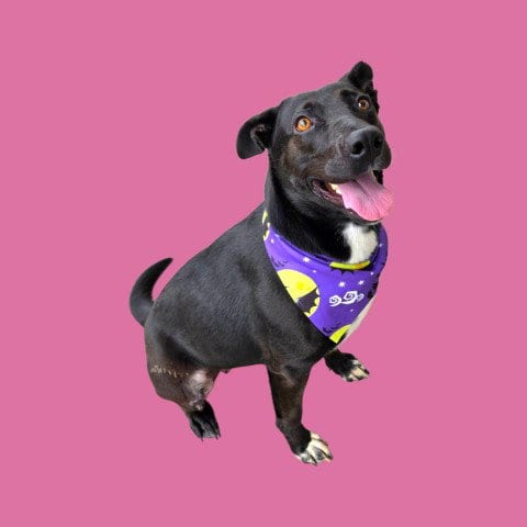 Photo of Maggie, adoptable Border Collie in Bakersfield, California