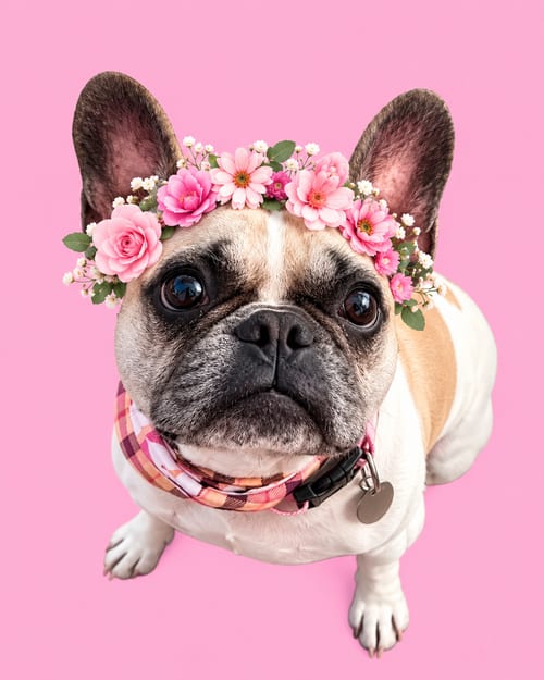 Photo of Petunia, adoptable French Bulldog in San Diego, California