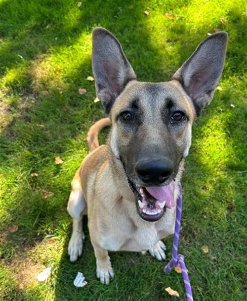 Photo of Aspen, adoptable German Shepherd Dog in Lodi, California