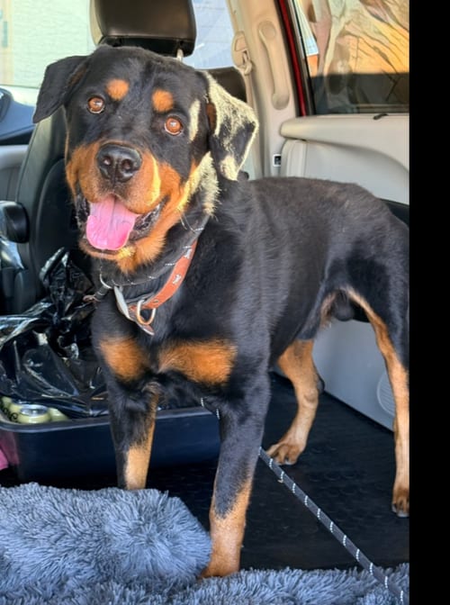 Photo of Balboa, adoptable Rottweiler in Gilbert, Arizona