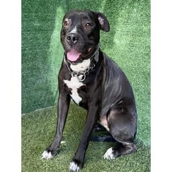 Photo of Puppy, adoptable American Staffordshire Terrier in Lancaster, California