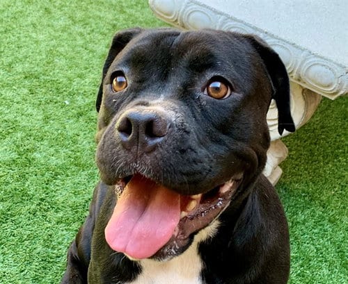 Photo of Kitty, adoptable Mastiff in Moreno Valley, California